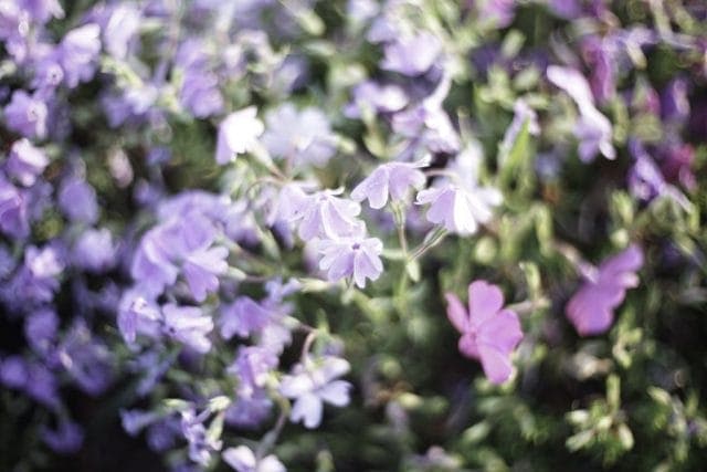 Light Lens Lab 50mm f1.5 Z21 先行レビュー アンジェニューS21