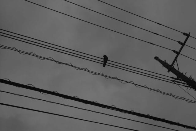 Leica M Monochrom typ246 Summitar 50mm f2 ズミタール 作例