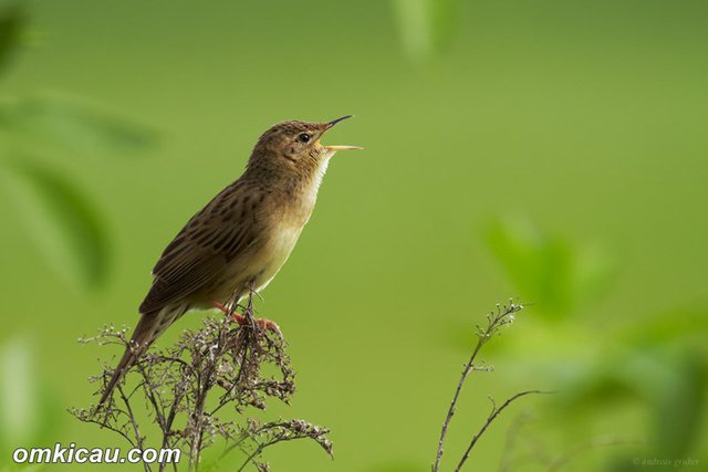 Grasshoper warbler