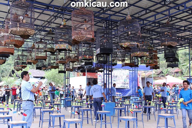 Kelas murai batu Mahakam Cup I Samarinda