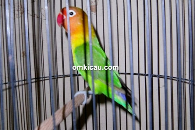 Lovebird Latu Konsina