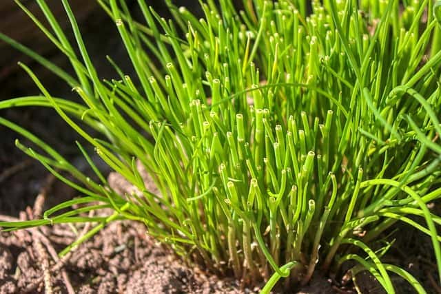 harvesting chives harvesting chives