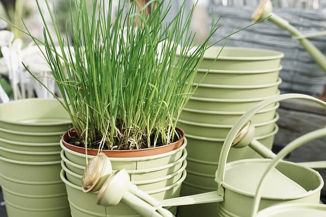 what d oyou need for growing chives what do you need for growing chives