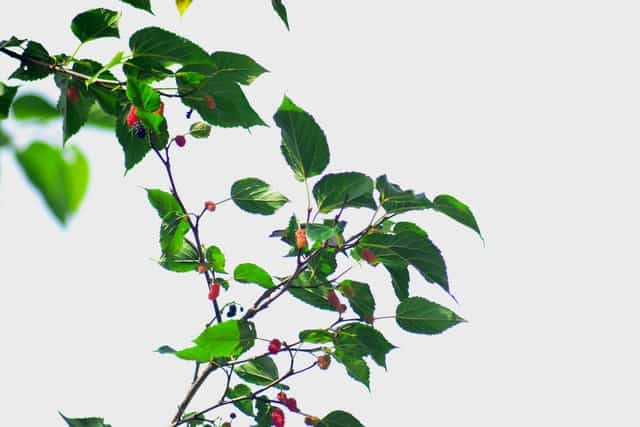 Mulberry tree Mulberry tree