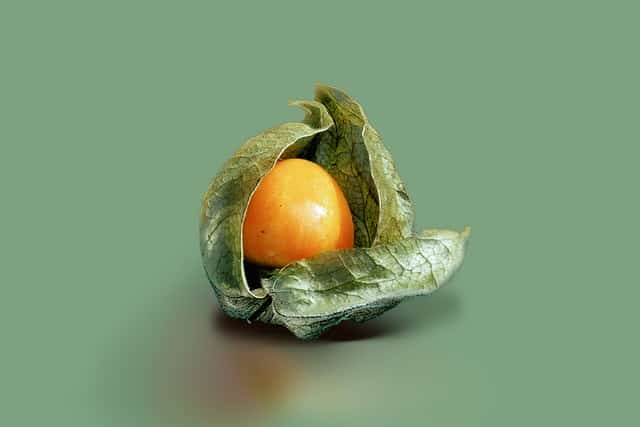 ground cherry ground cherry