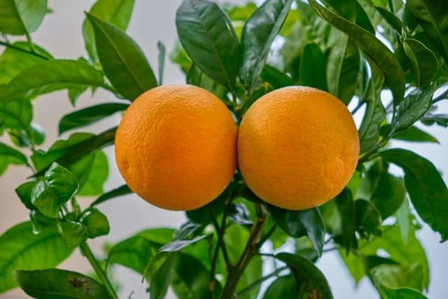 indoor orange tree indoor orange tree