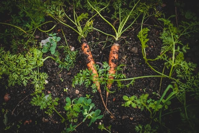 carrot seeds carrot seeds