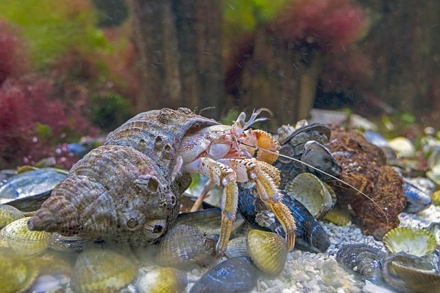 Hermit crab