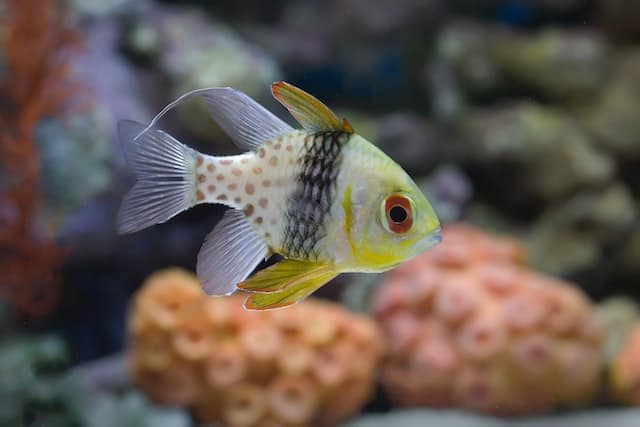 Pajama_cardinal_fish_Sphaeramia_nematoptera