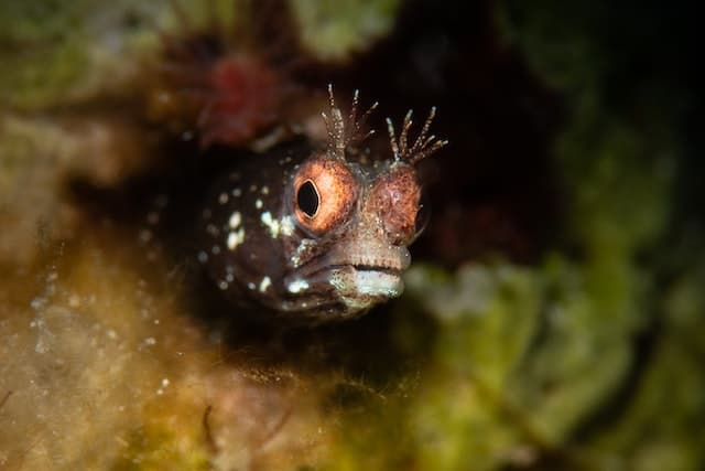 Blenny