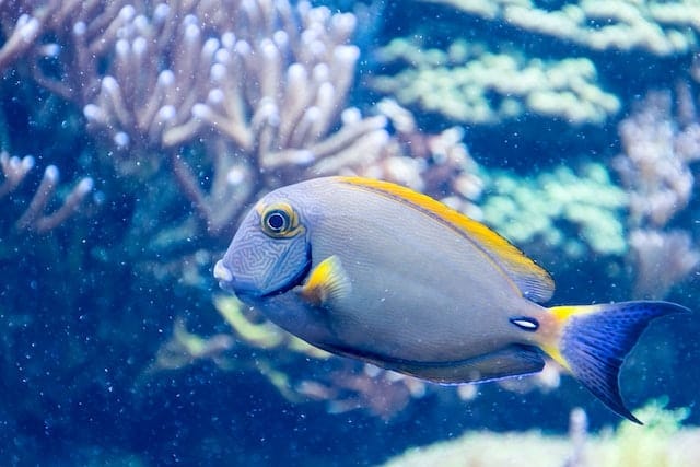 Vlamingi Tang fish