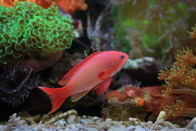 Lyretail Anthias