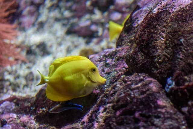 Yellow Tang fish