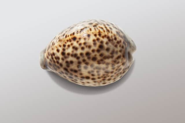 Tiger Cowrie snail