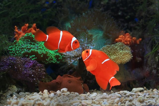 Tomato Clownfish