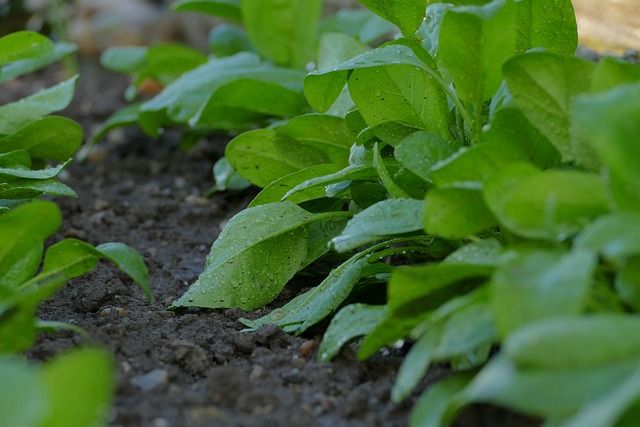 Benefits of Spinach