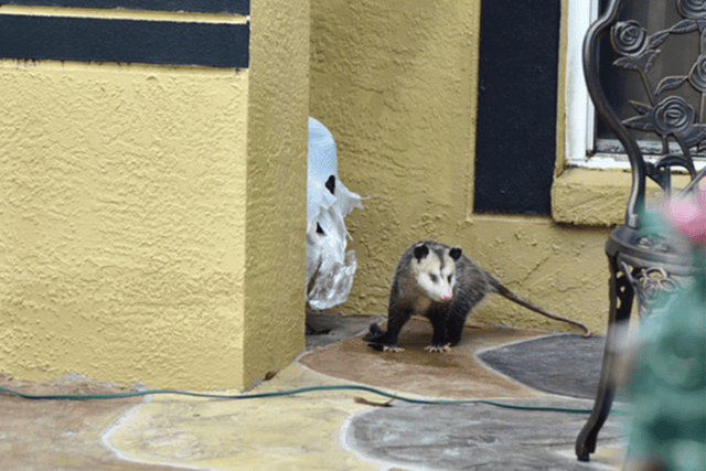 Opossum caught by wildlife x team oklahoma city