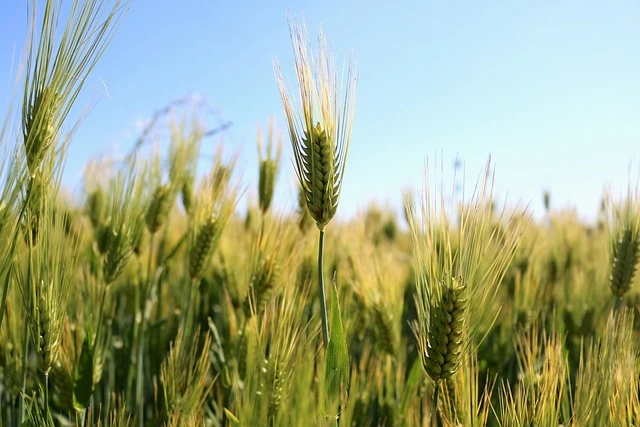 Campo di grano Cappelli in fase di accestimento sotto il cielo azzurro a Stigliano, Basilicata