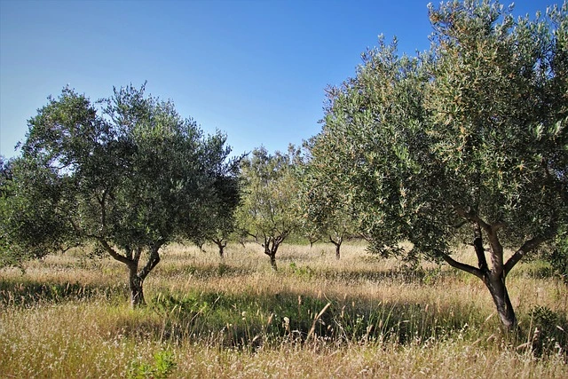 Uliveto con piante verdi e terreno con erba secca a Stigliano, Basilicata