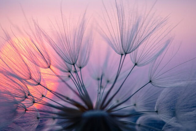Dandelion seed at sunset, a symbol of caregiver stress relief