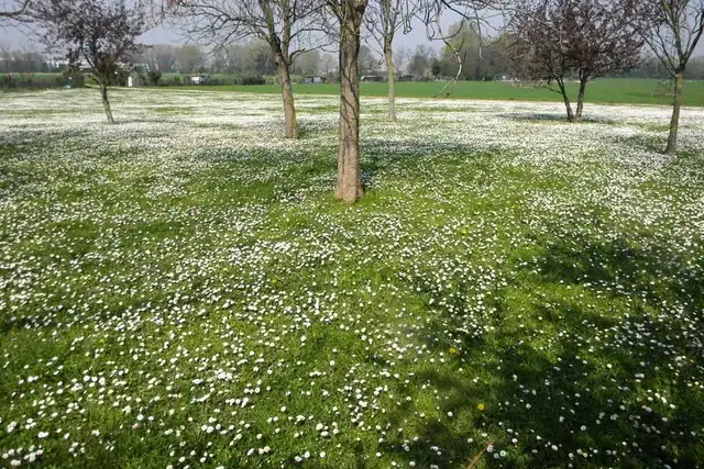 Pratolina o margheritina: il fiore che colora l’Italia dalla pianura alla montagna