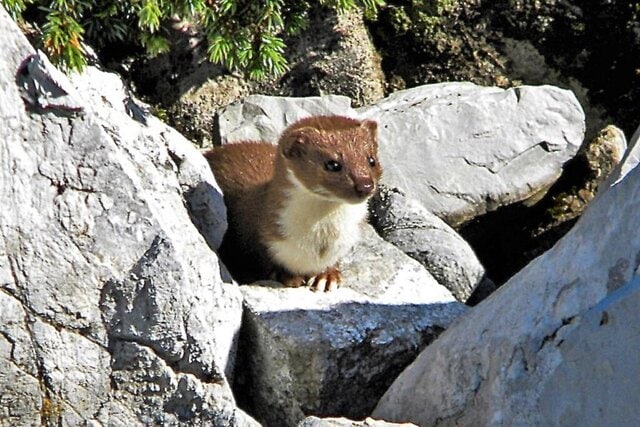 L’ ermellino: il piccolo predatore dal mantello che cambia