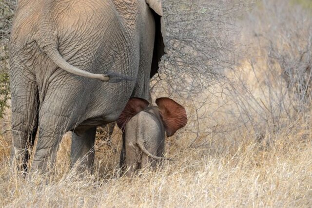 Scenic African landscape representing family travel and discovery