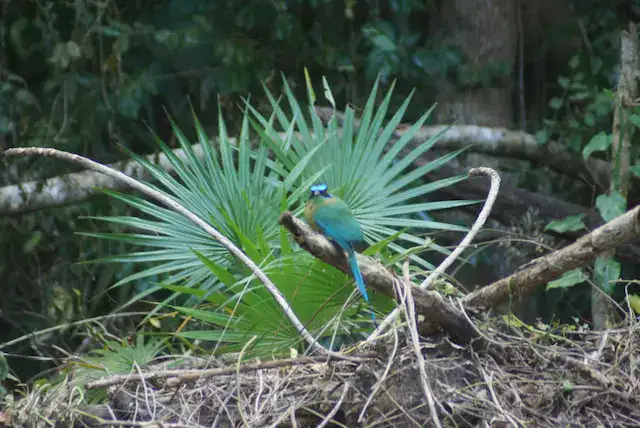 animales de la selva maya