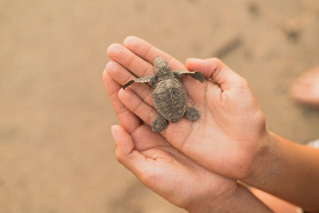 Tartarughe Caretta caretta salvate grazie a una catena umana