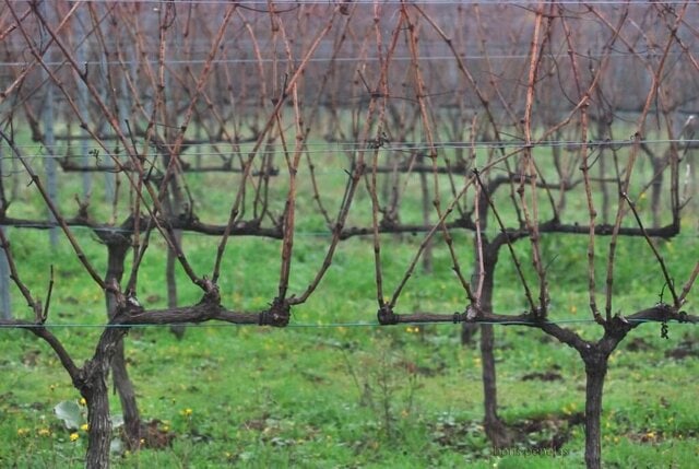 Fazenda Pradio. Viñas Reposo-invernal
