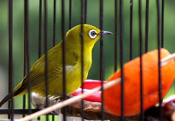 burung kecial lombok