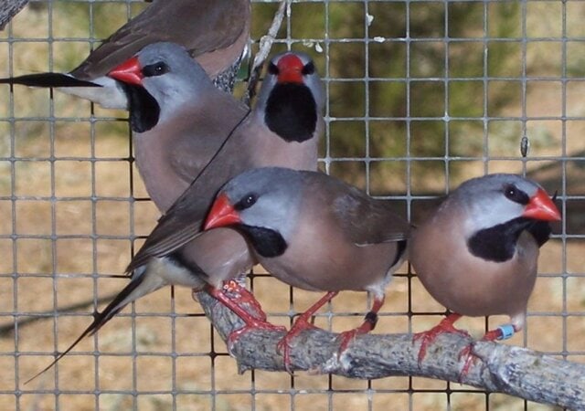 Shaft tail finch (Poephila acuticauda)