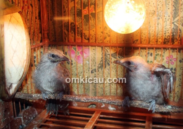 Breeding cucakrowo Royhan BF Jakarta
