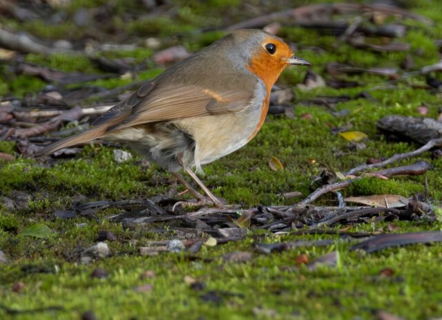 Divieto delle munizioni al piombo: un passo avanti per la fauna