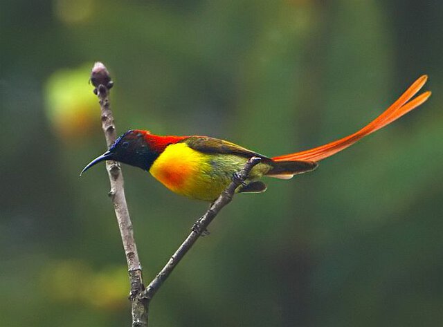 Fire tailed sunbird