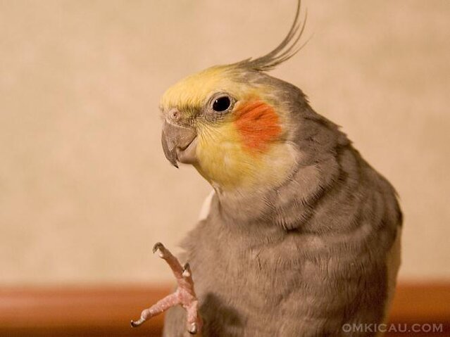 Burung cockatiel