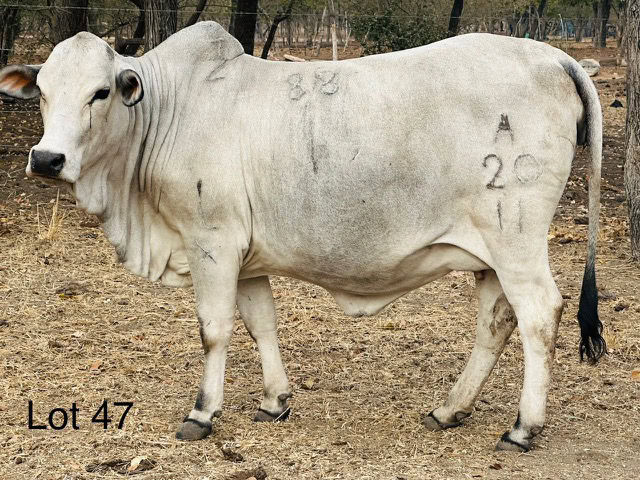 Lot 47