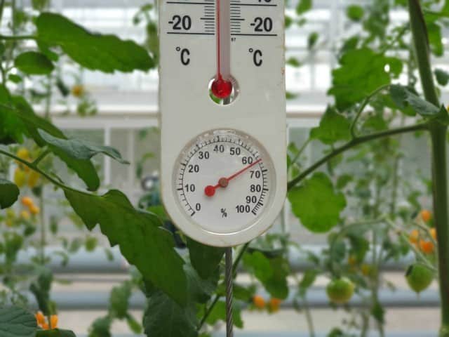 A thermometer in a tomato greenhouse