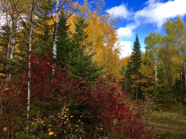 Breathing in tree air helps renew your mindset