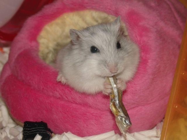 hamster-eat-dried-sardines