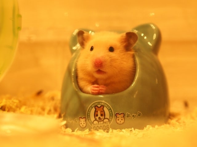 hamster1