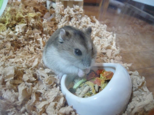 hamster-eat-cucumber