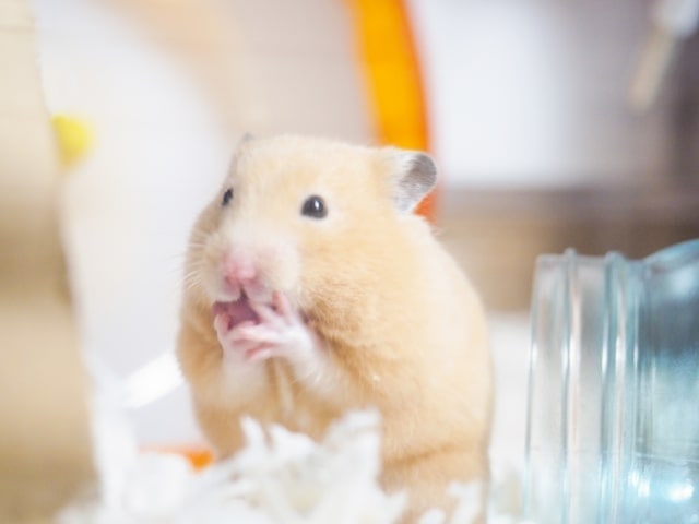 hamster-eat-pear