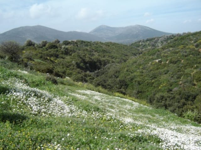 sale evia building land