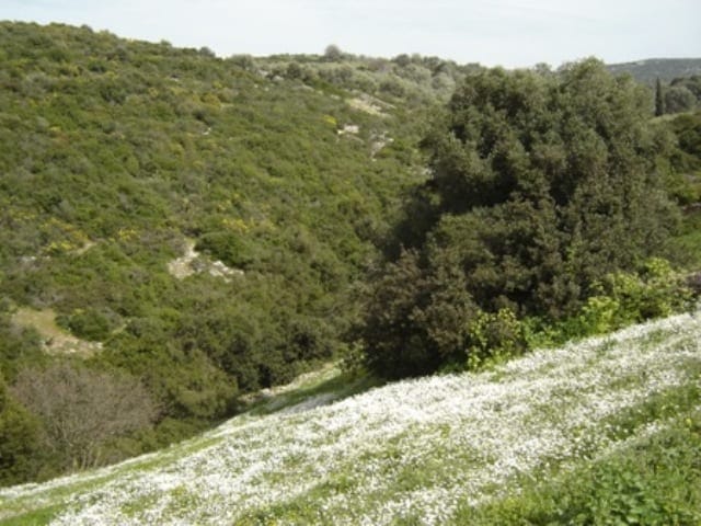 sale evia building land