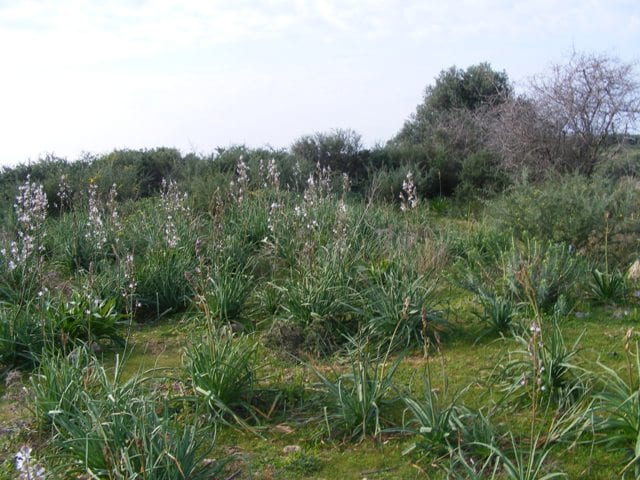 Kefalonia land for sale