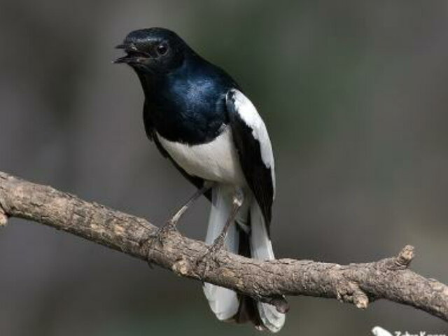 Copsychus saularis