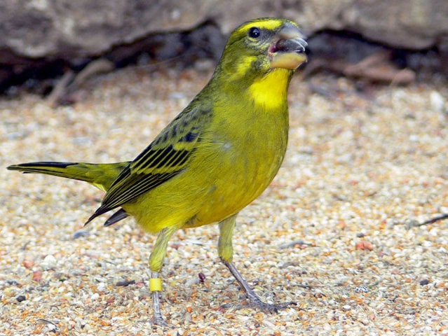 (Serinus sulphuratus)