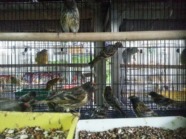 Red fronted serin