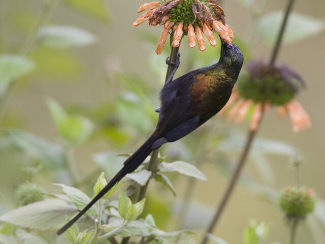 Bronze sunbird